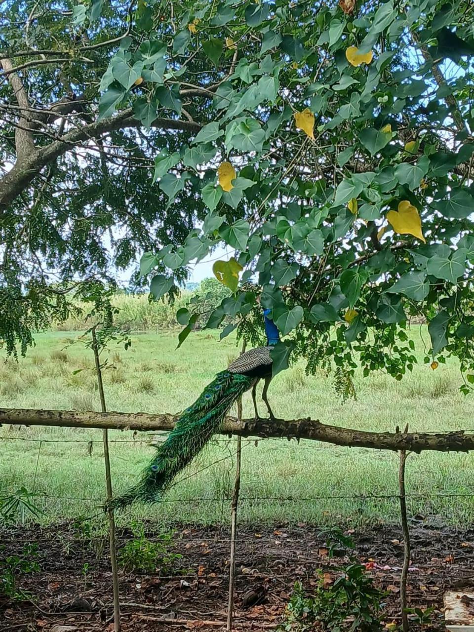 Lagoon Birds - Tangalle Hotel Buitenkant foto