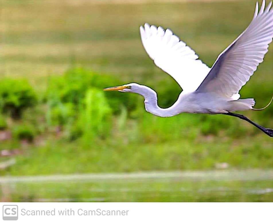 Lagoon Birds - Tangalle Hotel Buitenkant foto