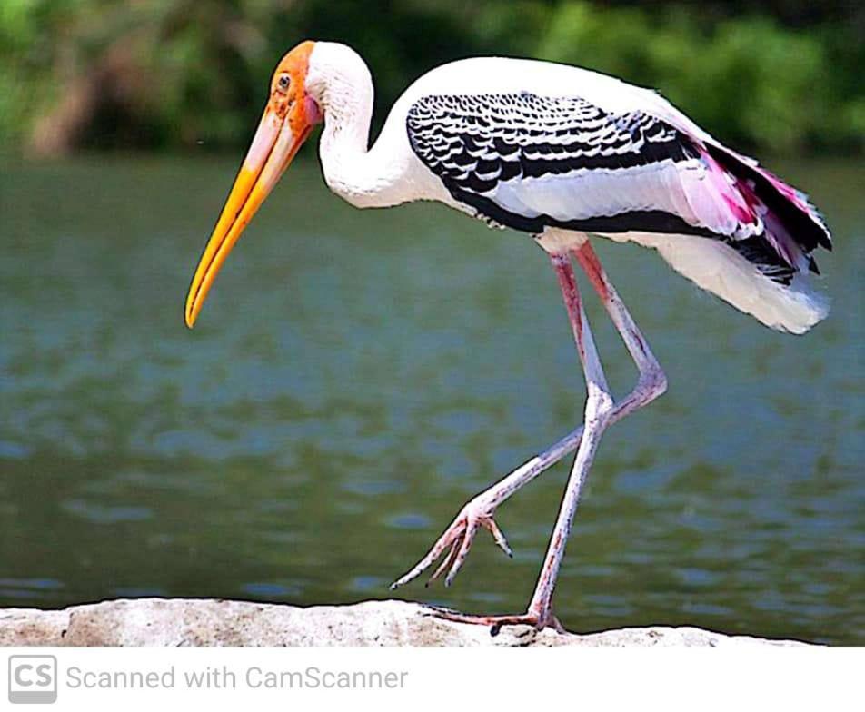 Lagoon Birds - Tangalle Hotel Buitenkant foto